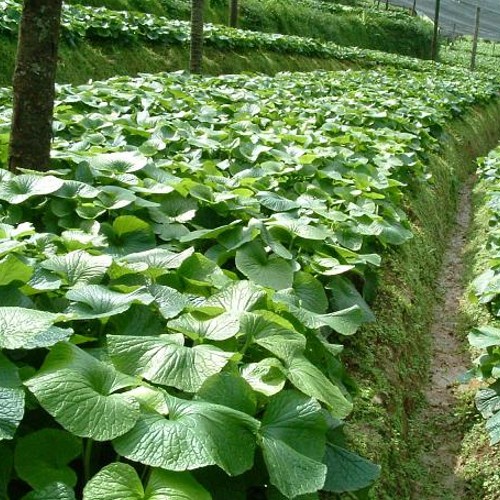 Wasabi Planting—Site Selection Before Planting